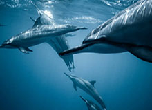 亚冠-天津男篮“跑”出连胜